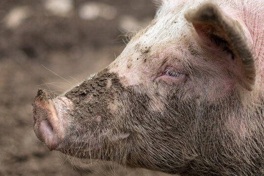 Large pig head close-up