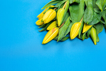 yellow spring flowers on a blue background