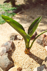 tropical bird of paradise strelitzia plant in sunny backyard