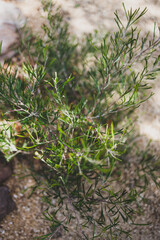 native Australian grevillea plant outdoor in sunny backyard
