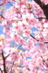 桜 満開 春 淡い ピンク さくら サクラ かわいい 美しい パステル 入学 卒業 