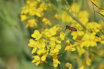 蜜蜂と菜の花
