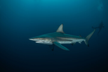Naklejka premium Blacktip shark during the dive. Sharks in the deep. Marine life in the Indian ocean. Sharks kingdom. 