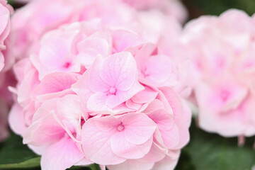 Fototapeta na wymiar Pink hydrangea /アジサイ 