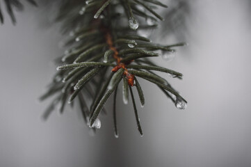 closeup macro of branch of pine tree