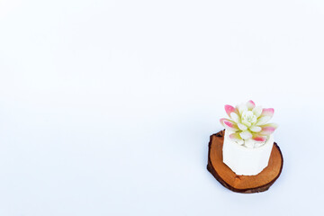 Fototapeta na wymiar Mini Cactus Succulents in a white pot and white stones on a bright white flat lay background