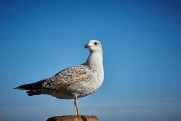 seagull on the rock