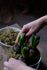 Green hyacinth plant transplantation close up. Home plants gardening, floral concept with soil and roots close up photography. Hyacinth plant in studio, flower shop.