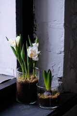 Beautiful composition with white tulip flowers in glass pot with moss. Blooming white tulips close up.