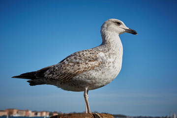 seagull on a rock