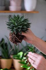 Green succulent plant transplant close up. Home plants gardening, floral concept with soil and roots close up photography. Green cacti plant in studio, flower shop.