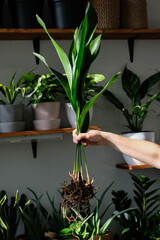 Green plant transplant close up. Home plants gardening, floral concept with soil and roots close up photography. Green plant in studio, flower shop.