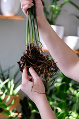 Green plant transplant close up. Home plants gardening, floral concept with soil and roots close up photography. Green plant in studio, flower shop.