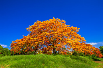 Flamboyant tree blooming, beautiful nature (Delonix regia)

