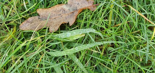 green grass background