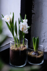 Obraz na płótnie Canvas Beautiful composition with white tulip flowers in glass pot with moss. Blooming white tulips close up.