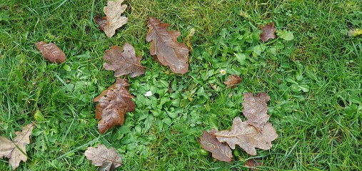 green grass background