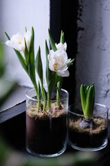 Beautiful composition with white tulip flowers in glass pot with moss. Blooming white tulips close up.