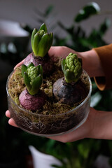 Green hyacinth plant transplantation close up. Home plants gardening, floral concept with soil and roots close up photography. Hyacinth plant in studio, flower shop.