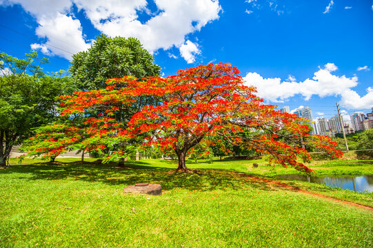 Flamboyant tree blooming, beautiful nature (Delonix regia)

