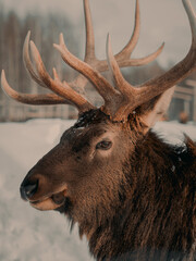 portrait of a cute red deer on a snowy winter forest background