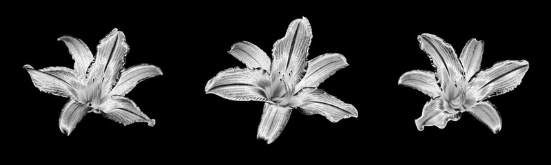 Three silver lily flowers set black background isolated closeup top view, beautiful black and white lilly flower collection, shiny gray metal lilies, floral design element, natural pattern, decoration