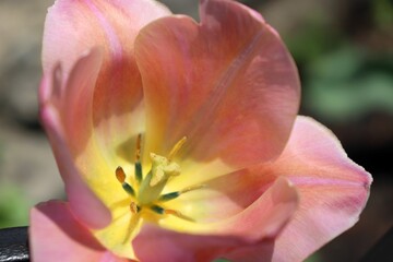 Fototapeta na wymiar Closeup of light pink and yellow tulip flower with macro stamens and gynoecium. Filaments inside blossoming tulip wallpaper. Tulip flower structure macro.