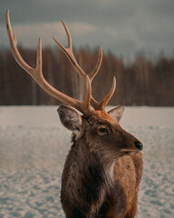 portrait of a cute red deer on a snowy winter forest background