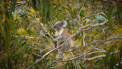 Wild Koala sitting on a eucalyptus tree in Australia