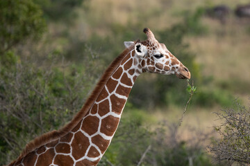 giraffe eating a twig in the Maasai Mara, Kenya