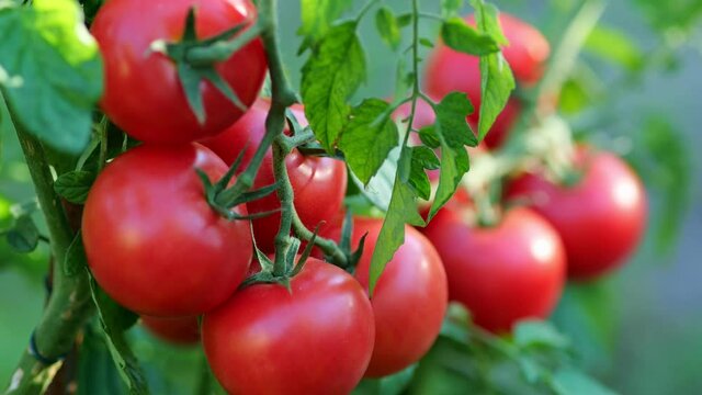 Ripe red tomatoes on bush swaying in the wind. Red ripe organic tomatoes on the branch. Organic farming, vegetable garden
