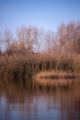 reed and rush reflected in the luster of the water at the edge of the lake. Phragmites australis plants during autumn season