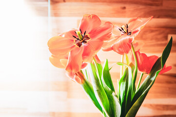 Opened tulip blossoms in room with wooden wall background.Mothers day celebrations