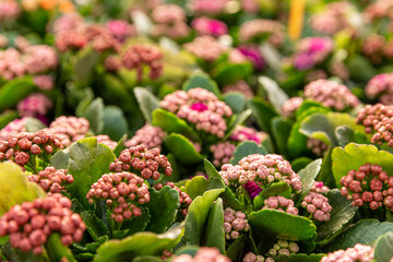 Kalanchoe blossfeldiana ready for blooming