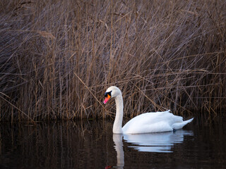 Swan on lake Neusiedlersee at a canal with reeds