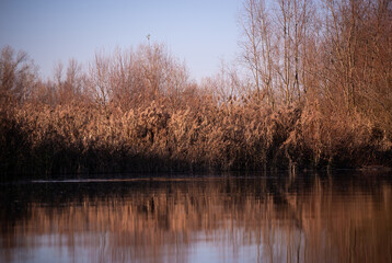 reed and rush reflected in the luster of the water at the edge of the lake. Phragmites australis plants during autumn season