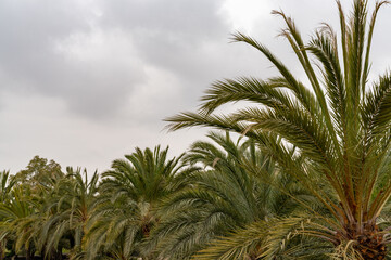 Fototapeta na wymiar forest of palm trees under an expressive overcast sky with copy space