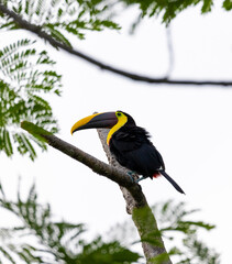 Chestnut-mandibled toucan species Swainson's toucan resting on a tree in its natural tropical habitat, Costa Rica.