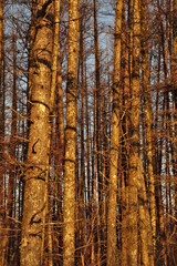 葉の無い松の林。