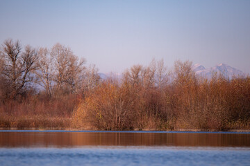reed and rush reflected in the luster of the water at the edge of the lake. Phragmites australis plants during autumn season