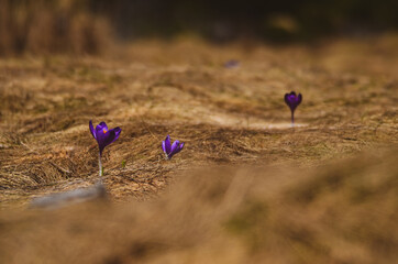 purple crocus flowers