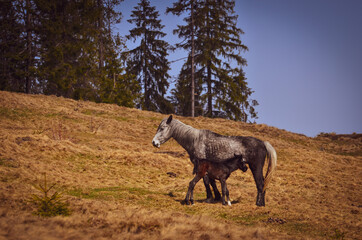 Horse and her foal in the meadow.
