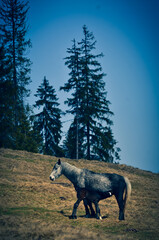 Horse feeding her foal in the meadow.