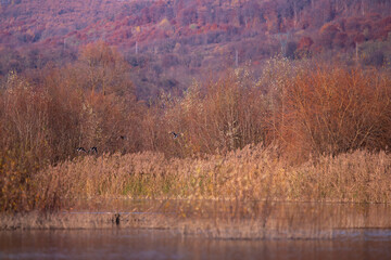 reed and rush reflected in the luster of the water at the edge of the lake. Phragmites australis plants during autumn season