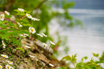 Flowers on river lake shore