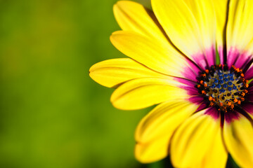 オステオスペルマム　Osteospermum