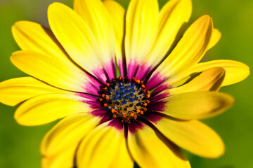 オステオスペルマム　Osteospermum