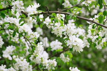 Blooming freshness vibrant romantic beautiful white flowers on the branch apple tree during the tulip traditional summer festival on the Elagin Park in Saint Petersburg