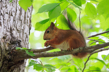 Little funny forest nimble beautiful fluffy red squirrel sitting on a tree branch and eating a nut during the traditional summer tulip festival in Elagin Park in St. Petersburg