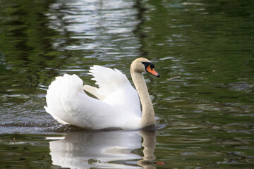 White beautiful water bird mute swan with spread wings like in a fairy tale floating in the middle of the lake float during the traditional summer tulip festival in Elagin Park in St. Petersburg